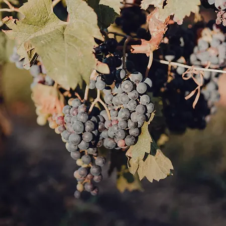 カントリーハウス Casinas Do Sil Cristosende
