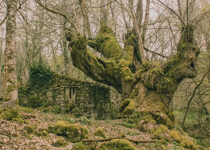 カントリーハウス Casinas Do Sil Cristosende